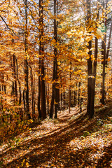 Vibrant orange autumn forest vertical natural background