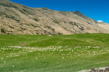 Sheep in the South Island of New Zealand