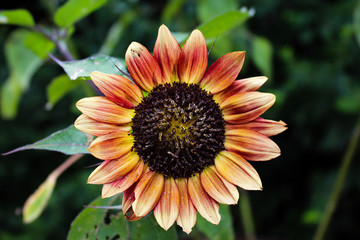closeup of sunflower