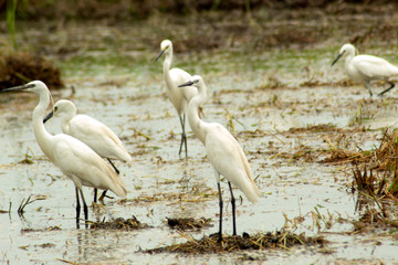 Ardea alba in nature background, heron, bittern, egret
