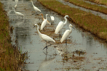 Ardea alba in nature background, heron, bittern, egret