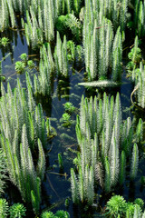 feuyille de Pesse d’eau dans un bassin