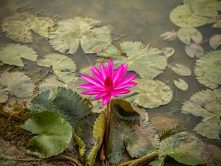 A single dark pink water lily (Latin - Nymphaea) blooming in a pond in the Angkor Wat temple complex in Cambodia.