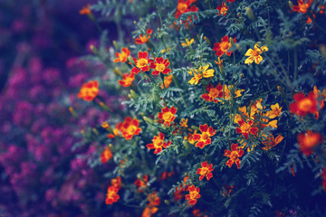 Fototapeta na wymiar Beautiful fairy dreamy magic yellow red marigold marietta flowers on faded blurry background. Dark art moody floral. Toned with filters in retro vintage style.