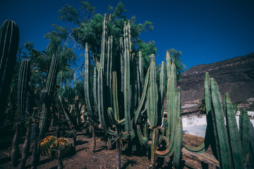 cactuses, wüste, landschaft, natur, himmel, arizona, pflanze, cactuses, blau, carnegiea gigantea, green, berg, abtrocknen, anreisen, arid, cloud, berg, baum, mexico, hills, fels, amerika