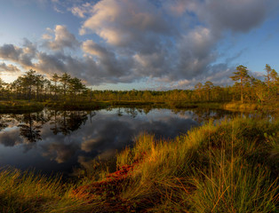 evening on the protected swamp. North of Leningrad region. Russia