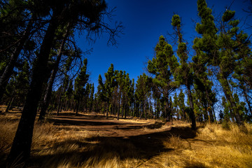 wald, landschaft, baum, himmel, natur, baum, green, road, gras, sommer, blau, cloud, wiese, feld, bäuerlich, föhre, bahn, holz, herbst, cloud, ausserhalb, anreisen, land, park, umwelt