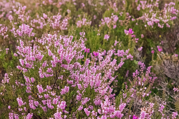 Beautiful heather flowers on the meadow close-up.