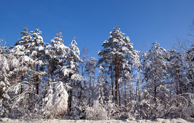 Winter forest, trees and bushes are covered with snow and lit by the sun, the sky is blue