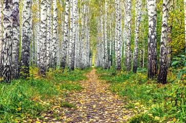 Peel and stick wall murals Trail in the autumn birch grove