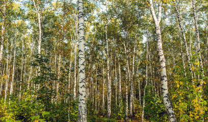 Autumn birch forest lit by the evening sun. Panoramic image