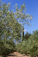 Pruning of olive trees (Peloponnese, Greece)