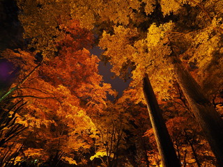 香嵐渓 紅葉ライトアップ
