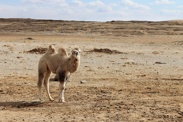 White Bactrian camel calf or two-humped camel calf on a leash in the Gobi Desert in the area of...