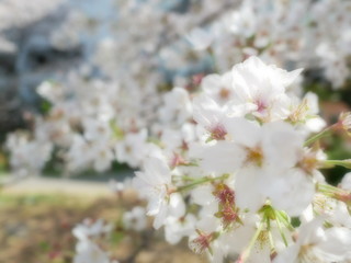 Fototapeta premium 桜
