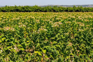 Fototapeta na wymiar Tobacco (Nicotiana tabacum) growing in the foothills
