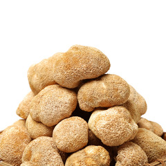 hericium erinaceus on white background