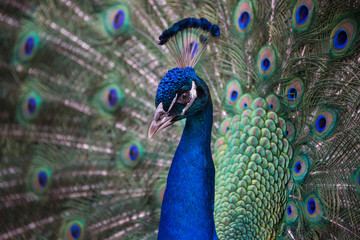 Fototapeta na wymiar peacock up close in South Florida