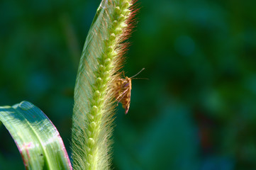Grünen Grashalm mit unscharfen Bouquet im Hintergrund.