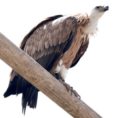 Rapace - 7