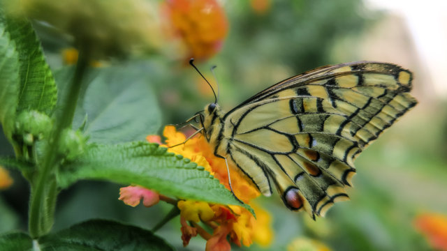 butterfly on flower