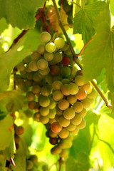 Cluster of green grapes on a vine