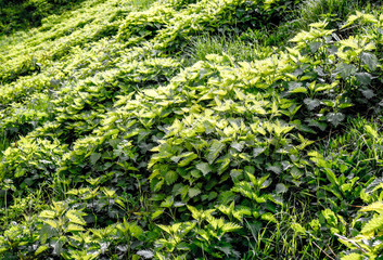 juicy green summer stinging nettle on heel