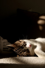 Indoor cat sleeping on a couch, illuminated by warm sunset light. Selective focus.