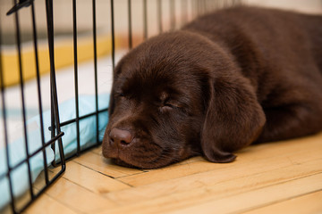 Labrador puppy chocolate color lies on the parquet floor near the cage, steel bowls, remain small...