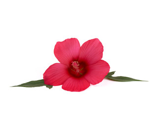 Naklejka premium bud red flowering hibiscus isolated on white background