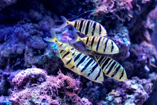 Marine background with black and yellow coral reef fish shoal. Relaxing sea and ocean life backdrop with blue water. Underwater inhabitants. Diving or oceanarium or aquarium picture