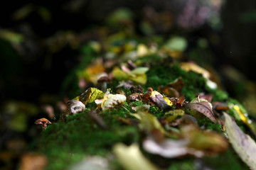 autumn landscape with a fallen mossy tree in the forest and fallen leaves