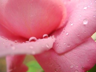 Fototapeta premium raindrops on rose petals