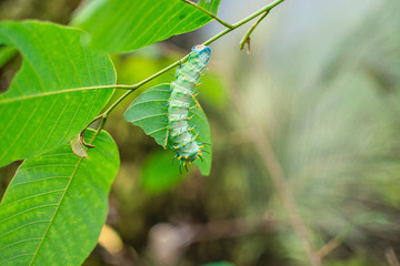 Lime green caterpillar on a leaf, for an article about insects