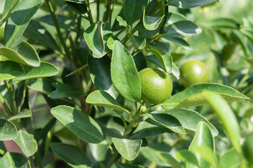 Orange trees with fruits on plantation