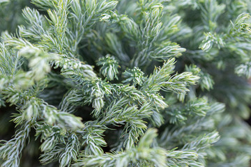 Christmas background, Blue creeping fir tree, closeup