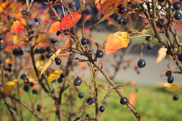 Cotoneaster melanocarpus berries in autumn