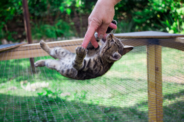 little kitten on the cage playing with the hand