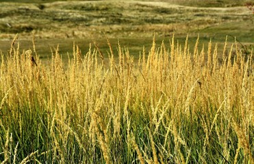 Lots of dried grass on the field
