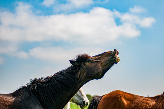 horse of sky