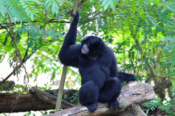 Black gibbon on the tree in the zoo.