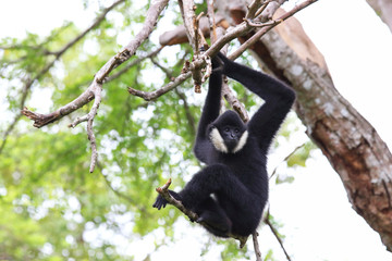 Black gibbon on the tree in the zoo.