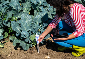 Agronom measure soil in broccoli plantation. Close up broccoli head in garden. Industrial growing...