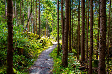 path in the woods of Tyrol two
