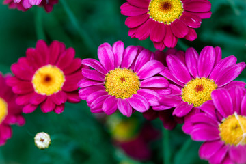 Obraz premium M.L.S.