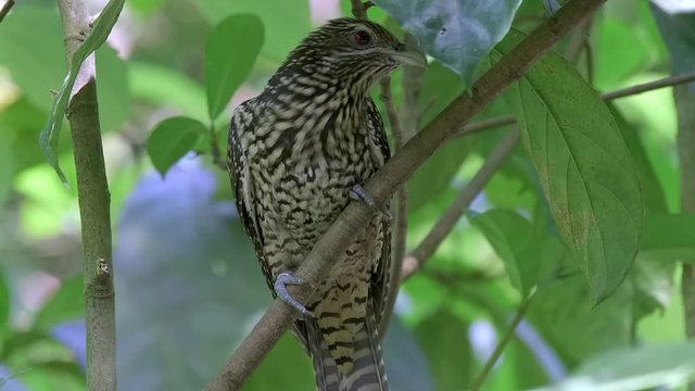 A close shot of Asian female koel in the trees looking on different direction 