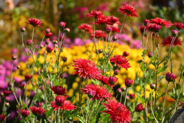 red flowers in the garden