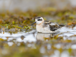 Red-necked Phalarope  Foraging on the Pond in Summer