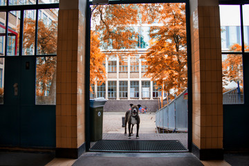 Dog in University