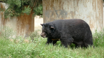 Grande orso tibetano sull'erba